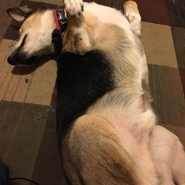 12346089_911333985618241_1316303663_n